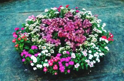 High angle view of pink flowering plant