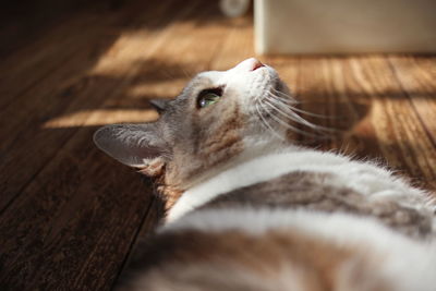 Close-up of a cat looking away