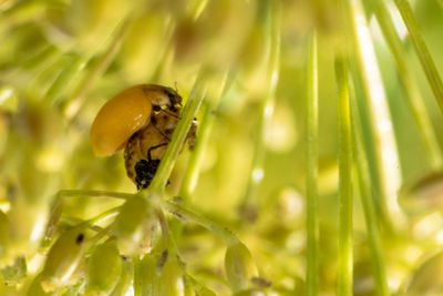 Close-up of insect on flower