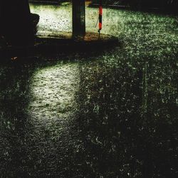 Reflection of trees in water