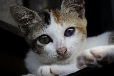 Close-up portrait of a cat