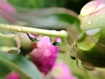 Close-up of pink flowering plant