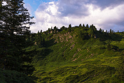 Scenic view of trees and mountains against sky