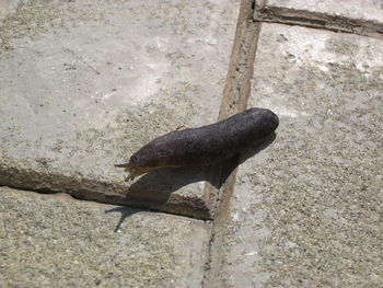 High angle view of turtle in water