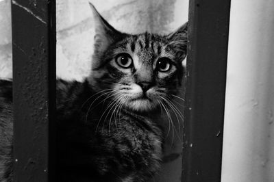 Close-up portrait of cat looking at camera