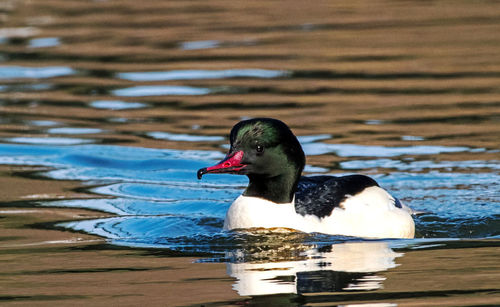 Duck swimming in lake