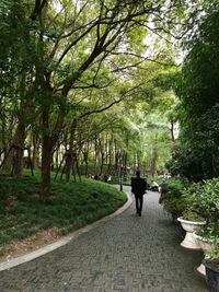 Rear view of man walking on road along trees