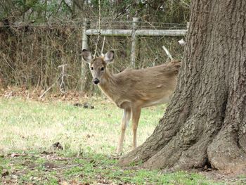 Portrait of deer in the forest