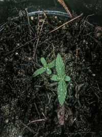 High angle view of small plant on field