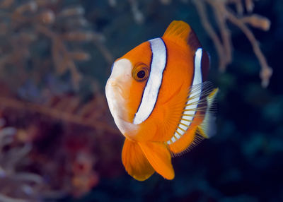 Close-up of orange fish swimming in sea