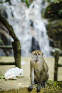 Monkey sitting against waterfall in forest