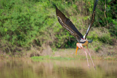 Close-up of bird flying over lake