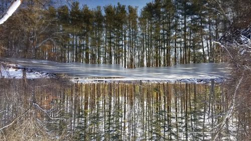 Scenic view of frozen lake in forest