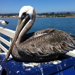 Bird in water