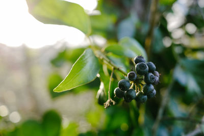 Close-up of green leaves