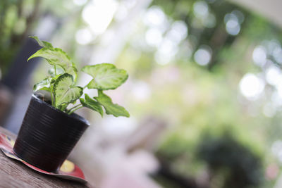 Close-up of potted plant