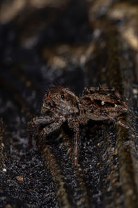 Close-up of spider