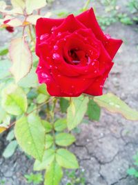 Close-up of red rose blooming outdoors