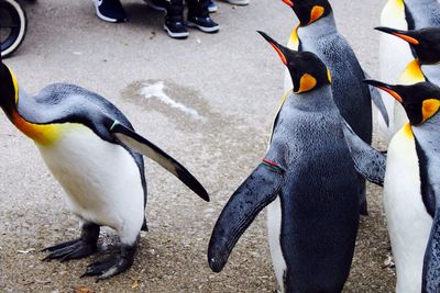 High angle view of penguin on water