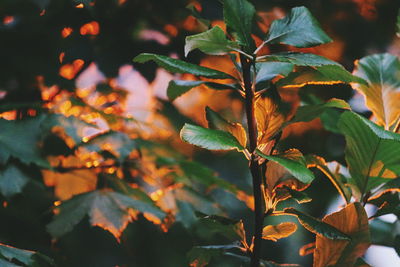 Close-up of maple leaves