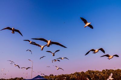 Low angle view of birds flying in sky