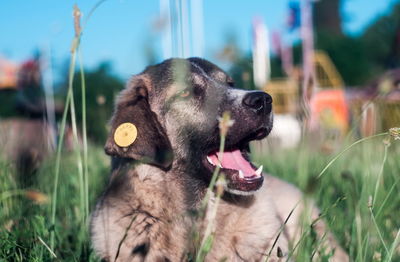 Close-up of a dog looking away