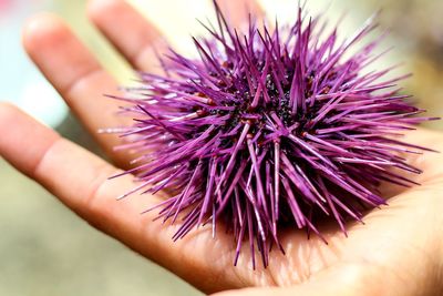 Close-up of hand holding purple flower