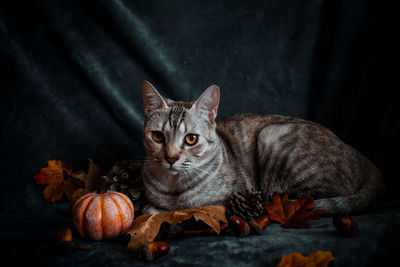 Portrait of cat lying on leaves