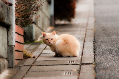 Portrait of a cat on footpath