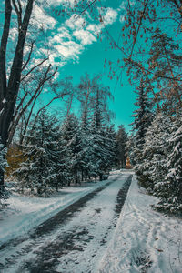 Road amidst snow covered trees against sky