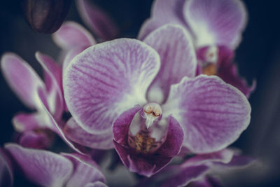 Close-up of purple orchid