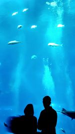 Silhouette people swimming in aquarium