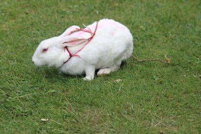 Rabbit on grassy field rabit on green grass