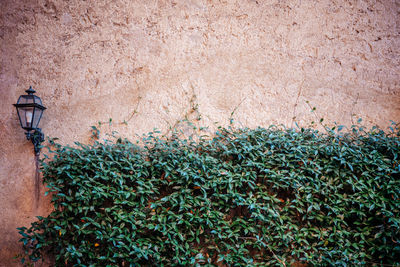 High angle view of plants