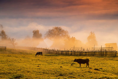 Horses grazing in a field