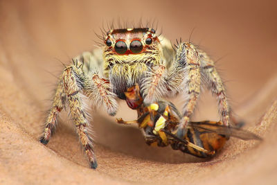 Close-up of spider