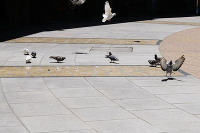 Low angle view of seagulls perching on ground