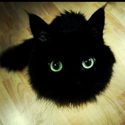 Close-up of cat resting on floor