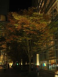 tree