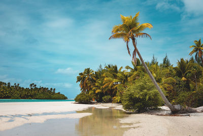 Palm trees at beach against sky