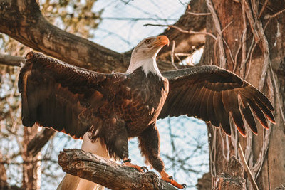 Birds perching on a branch