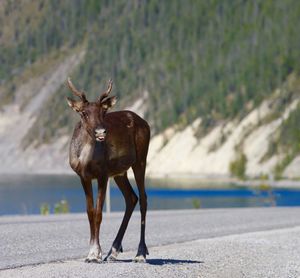 Deer standing against mountain