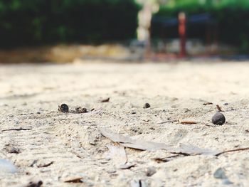 Close-up of ant on ground