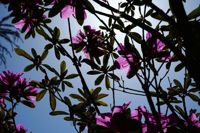 Low angle view of pink flowering plant against sky