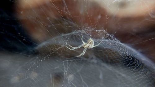 Close-up of spider web