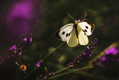 Close-up of butterfly pollinating on purple flower