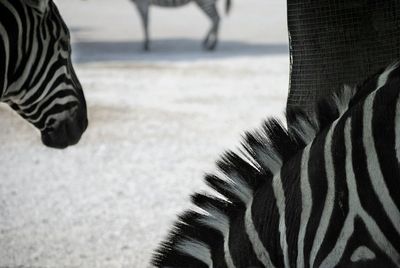 Low section of person on zebra