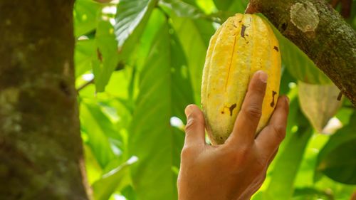 Close-up of hand holding fruit