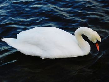 Swan floating on lake