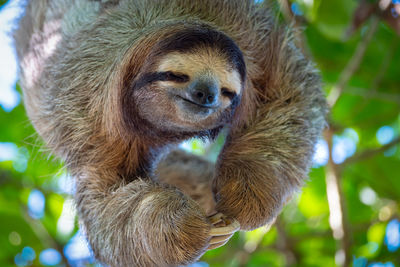 Friendly sloth hanging from a tree